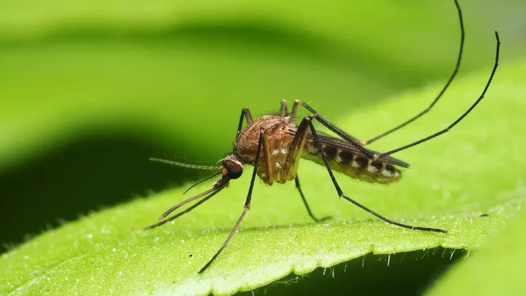 আইসল্যান্ডে প্রথমবারের মতো দেখা মিলল মশার
