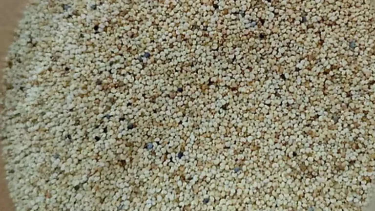 **পাখির খাদ্যের আড়ালে মিলল নিষিদ্ধ পপি বীজ**