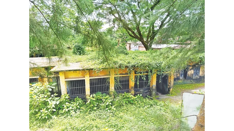 জরাজীর্ণ ভবন জঙ্গলে ঢাকা স্বাস্থ্যকেন্দ্র যেন ভূতের বাড়ি