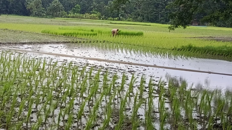 শ্রমিক সংকটে দুমকীতে আমন রোপণে বিলম্ব